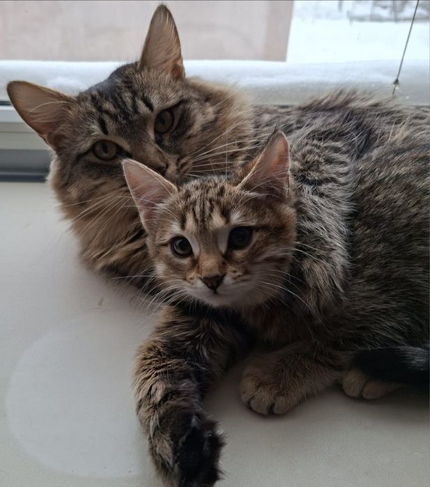 Отдам в хорошие руки