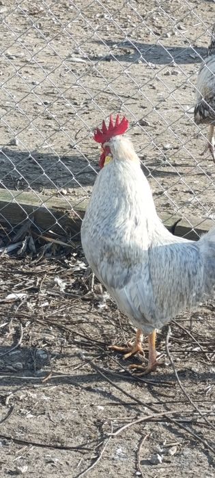 Петлета легбар опал