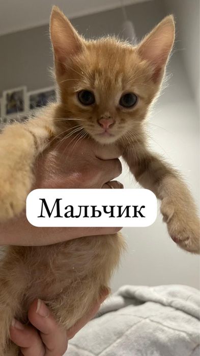 Отдам котят два мальчика и девочка