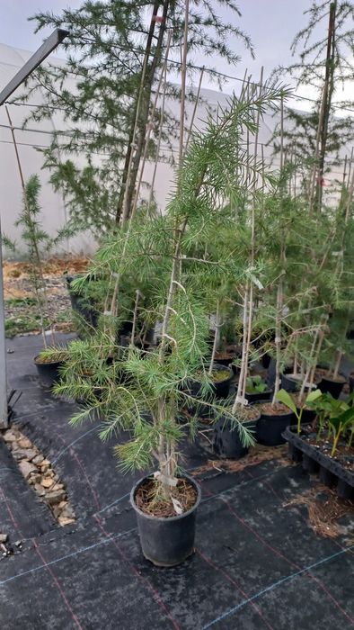 Хималайски Кедър 70-80см