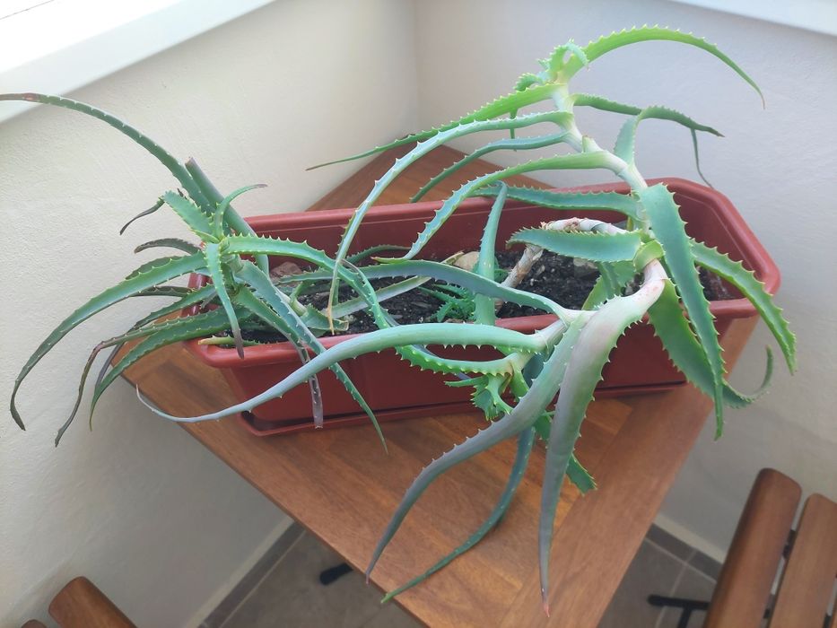 Алое Вера лечебно растение на 2 години