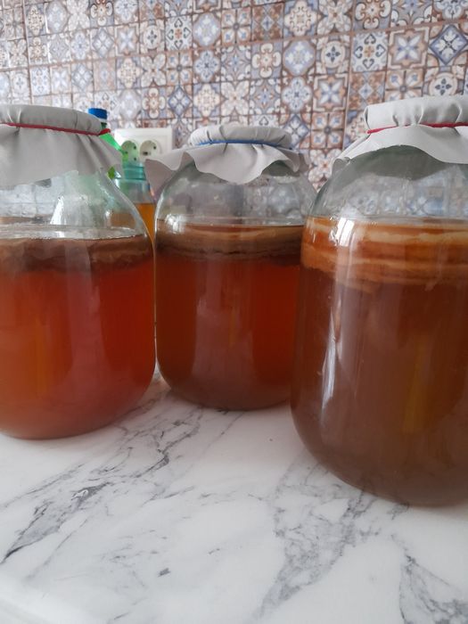 Камбуча - Чайный гриб