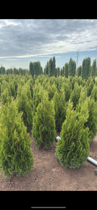 Лигуструм и сабини!