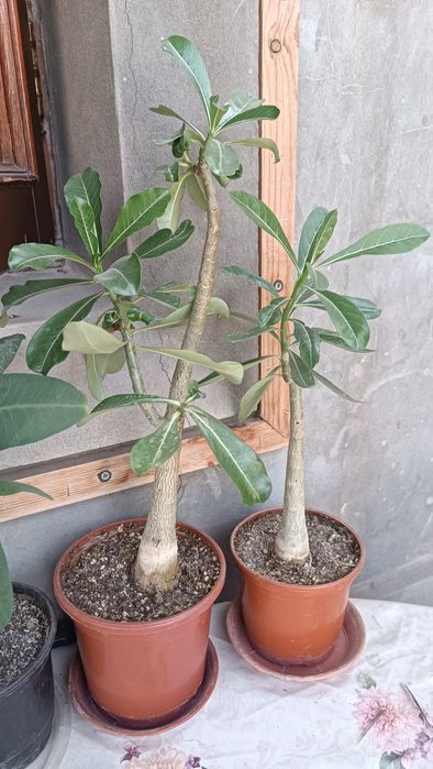 Adenuyum darahti