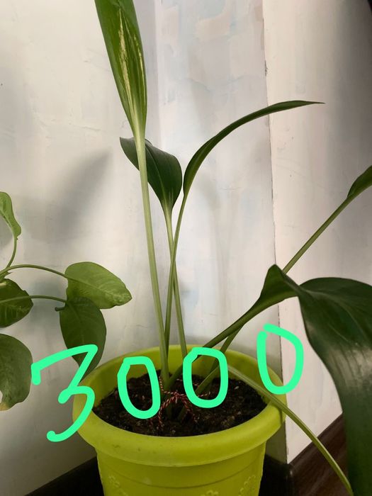 Үй гүлдері сатылады.