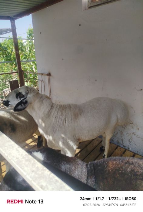 Quchqorlar sotiladi