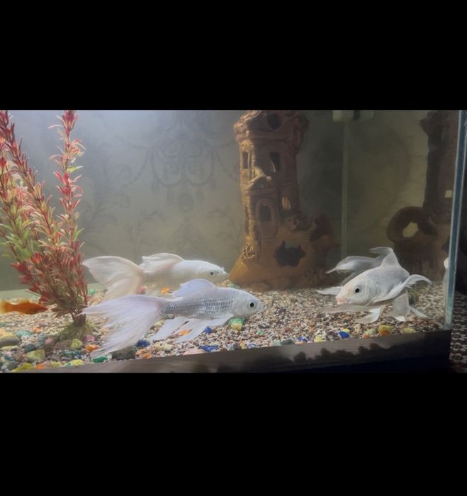 Koi platinum 3 ta 1 ta pangasius mirni