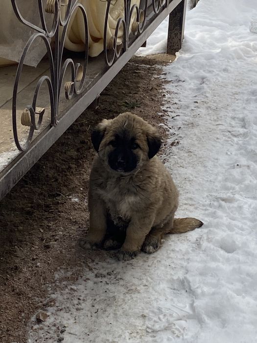 Төбет ит сатылады ұрғашы 2 айлық