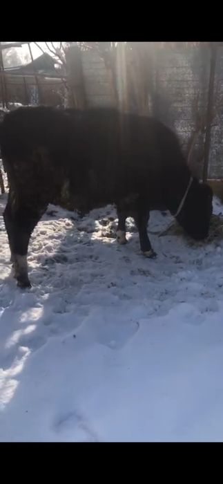 Продам тёлку 1 год