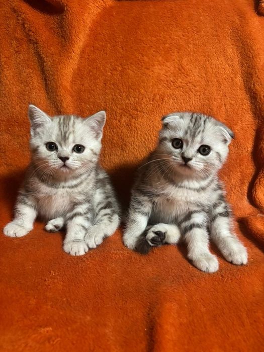 Шотландские Котятки