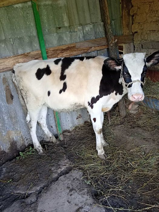 Vând vițea din rasa buna de lapte.pentru detalii 0752052018