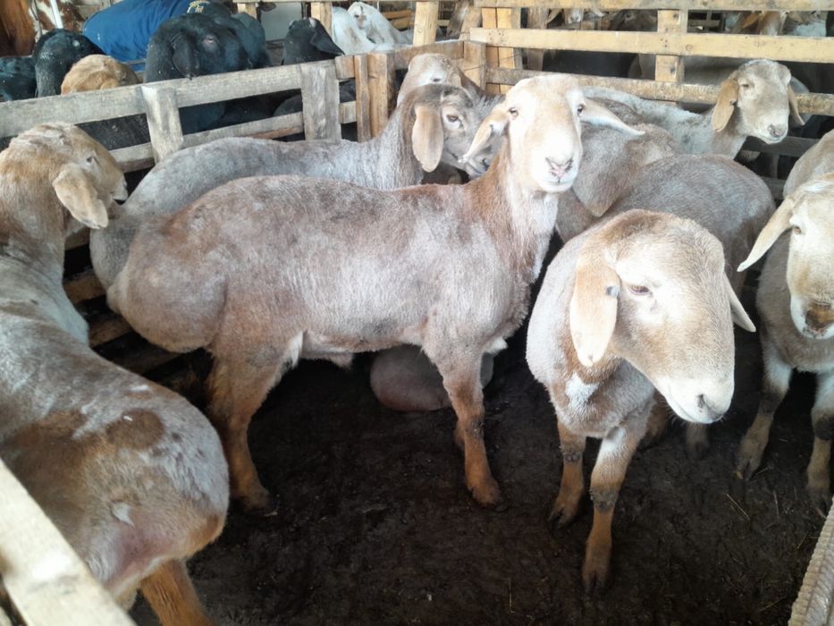 Кошкар сатылады 100 шт бордакы