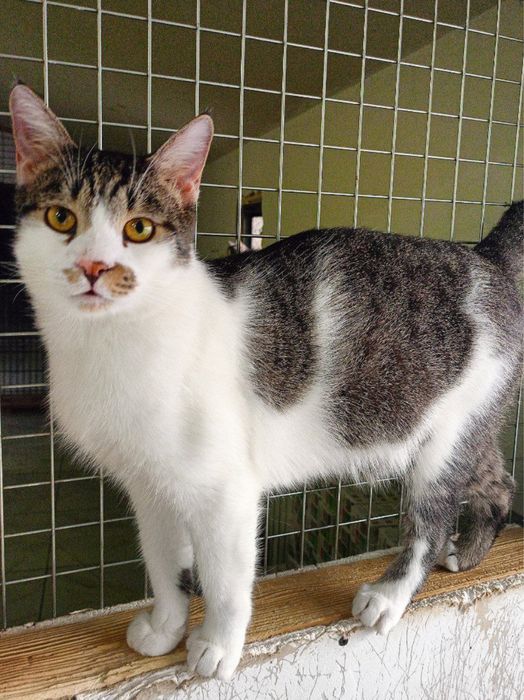 Ищет дом кот Илюша