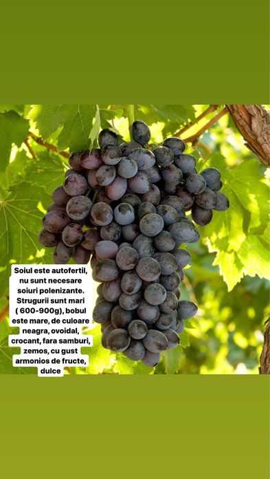 Vita de vie altoita si hibrida