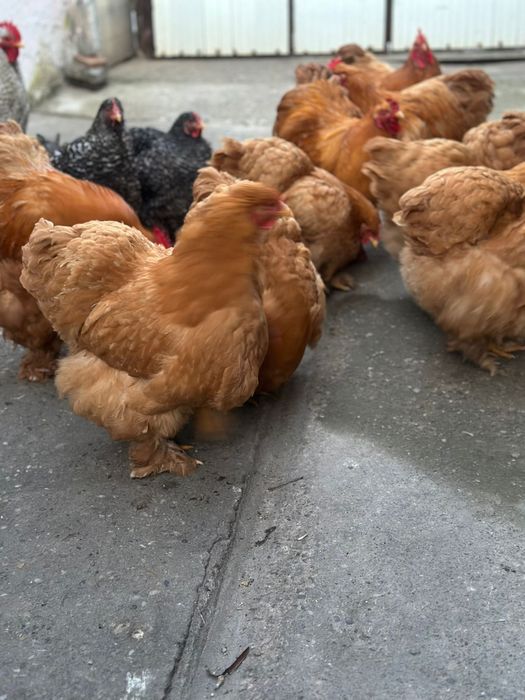 De vânzare gaini cochinchina urias galben si barat