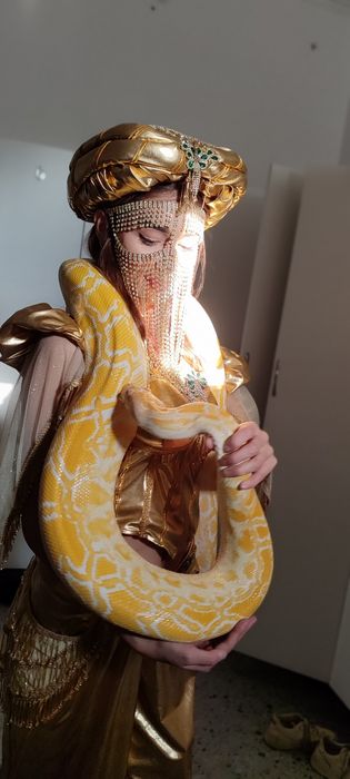 Тигровая змея питон