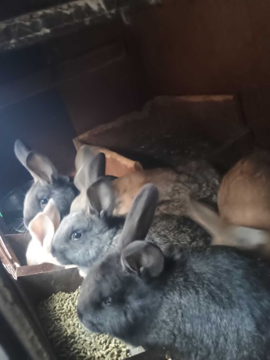 Зайчета на 2 месеца