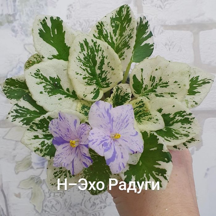 Продам сортовые фиалки