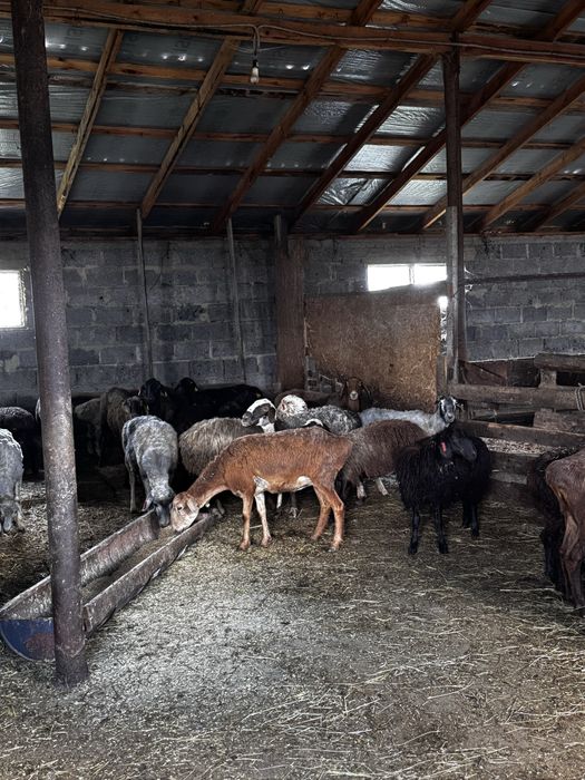 Кой токты сатамын