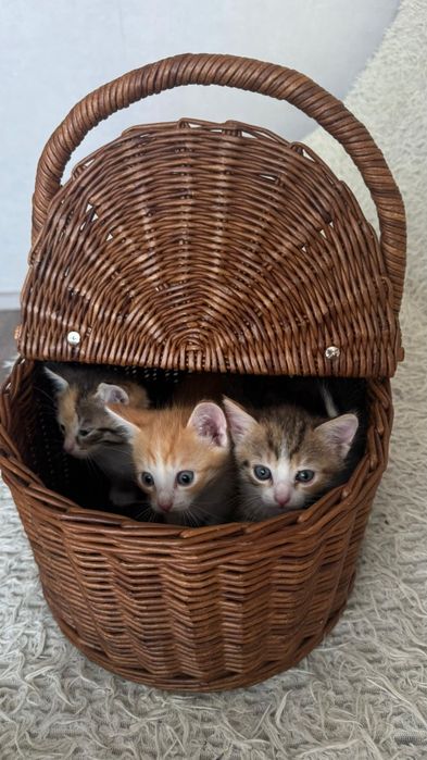 Котята и кошечки