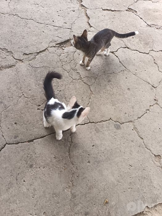 Кошек отдам даром