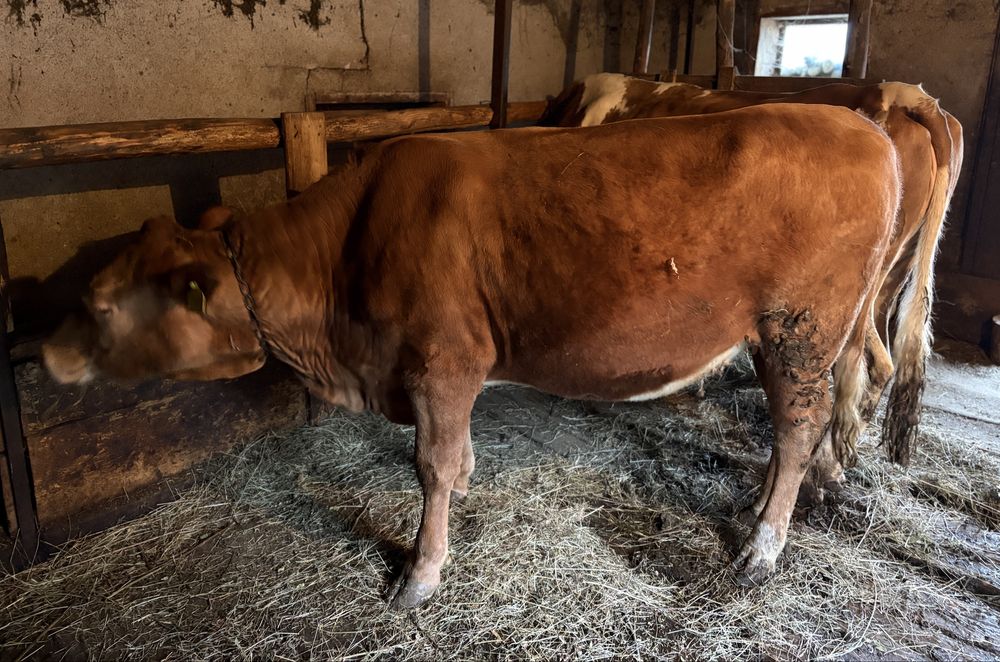 Vând junincă în vârstă de 1 an și 6 luni.