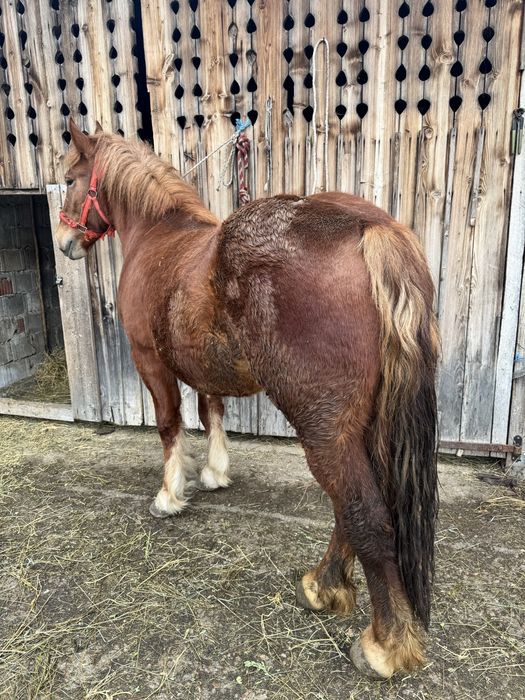 Vand manza de un an jumate