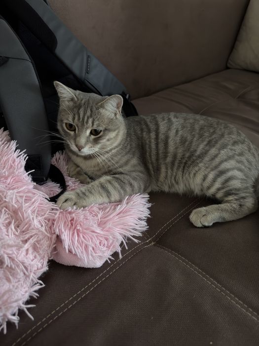 Кот молодой  ласковый