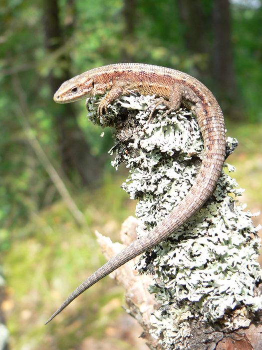 Dezingeksiya Kaltakesaklarni yo’q qilish xizmati