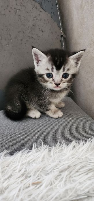 Продается котята