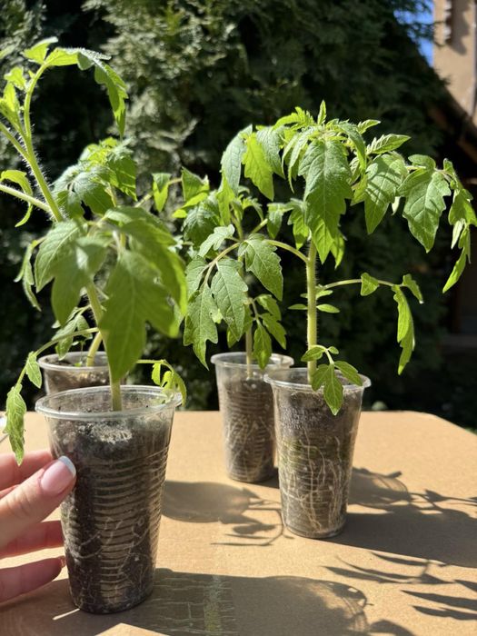 Пикиран разсад•Домати/Краставици