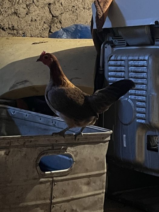 карлковый петух и курица