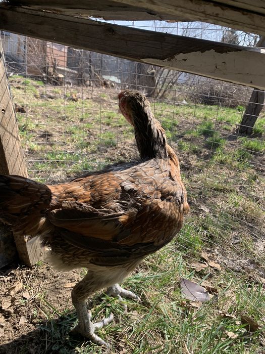 Пррдам бойцовую курицу