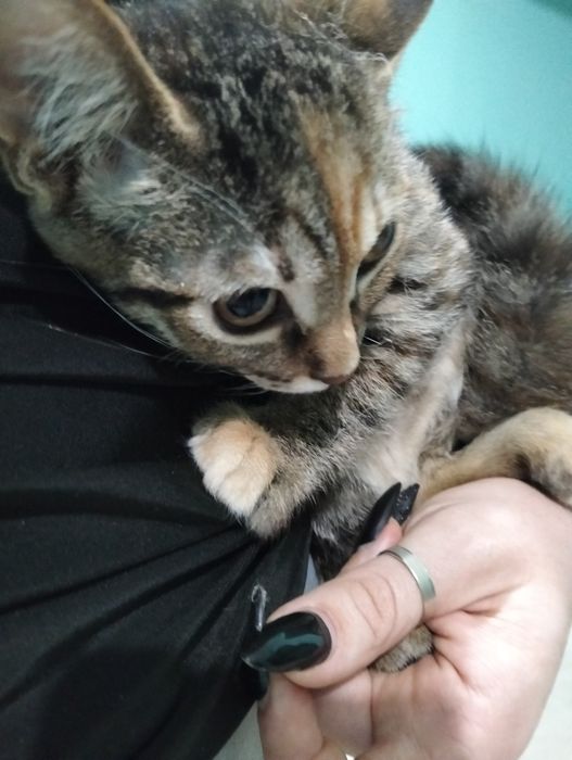 Отдам умных котят