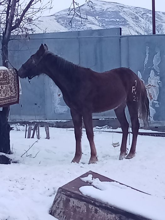 Кабыла 1 год 10 месяцев