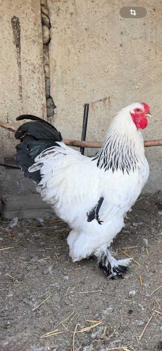 Петух Брама 1 штук