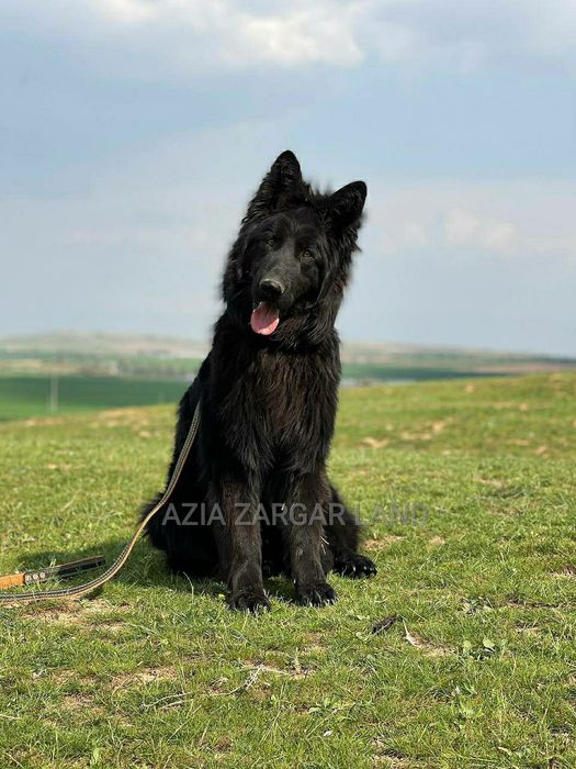 Щенки немецкой овчарки чёрного окраса длинношерстные