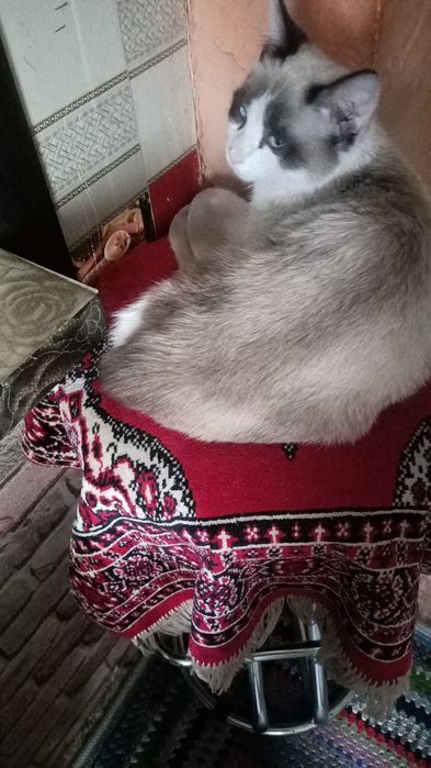 Потерялся котенок