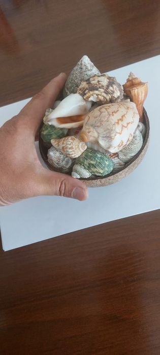 Ракушки для аквариума за 5000тг