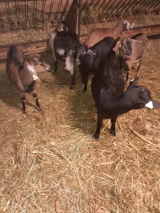 10 iede alpina +anglonubian