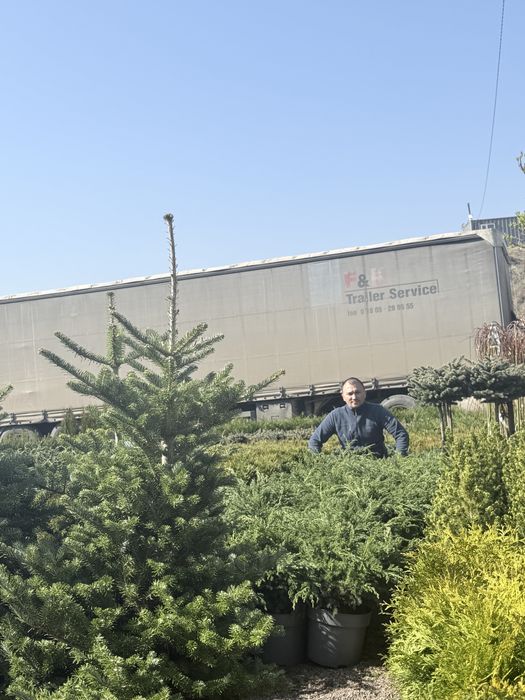 Ель    липа    газон саженцы