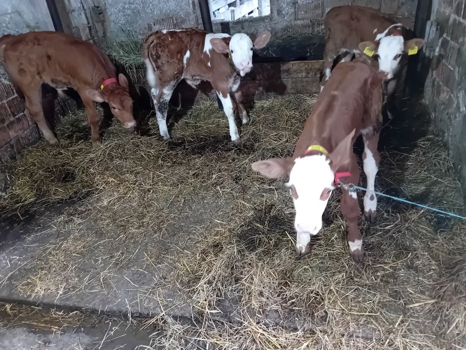 Vând 4 tăurași  de 2 -4-8 săptămâni