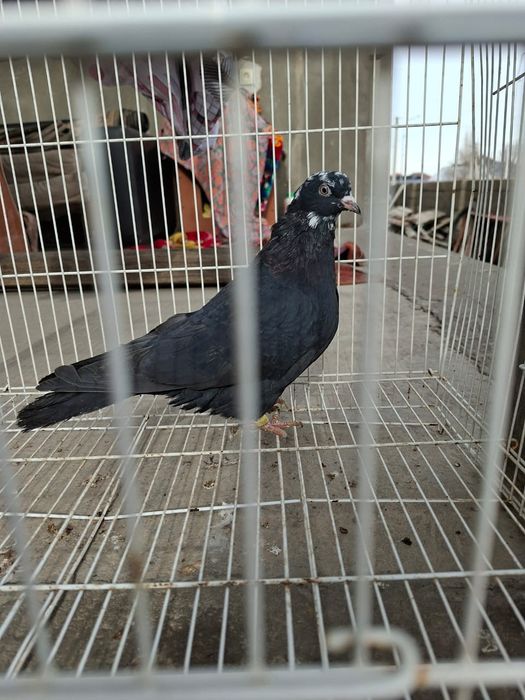 Продам белыйголовый