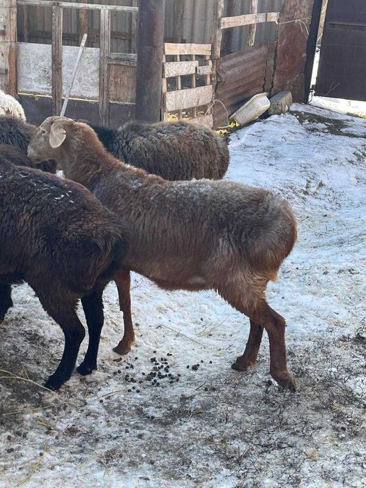 Қой тоқтылар сатылады