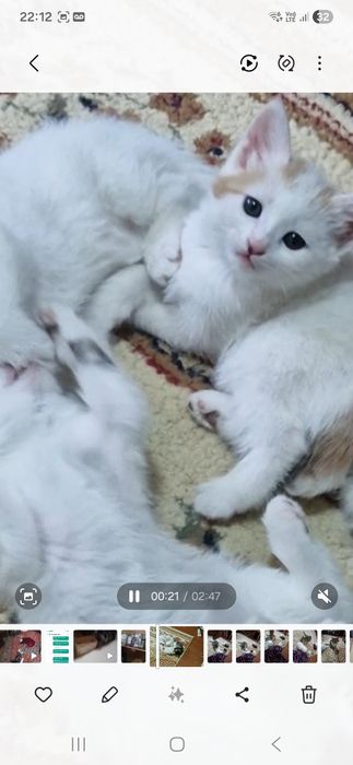 Котят отдам в хорошие руки