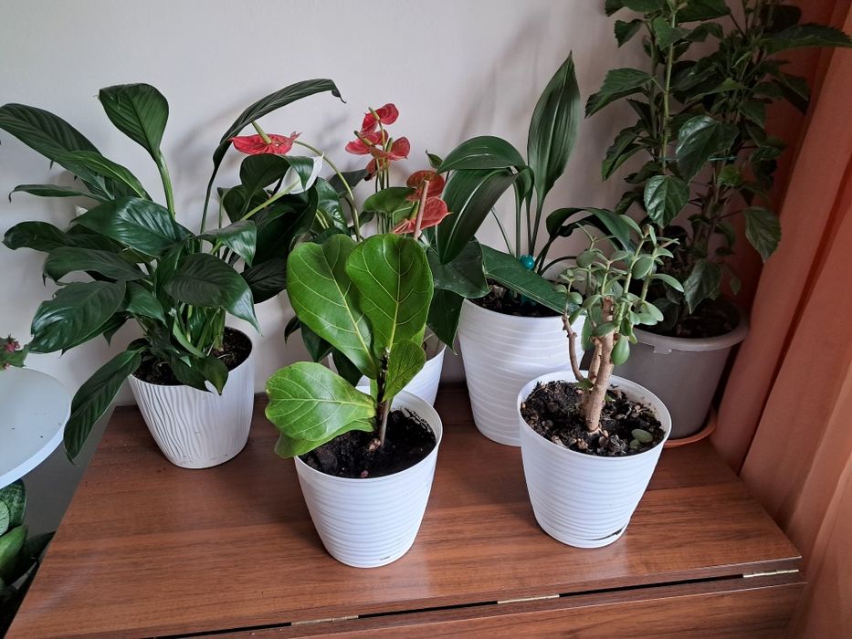 Комнатные цветы продам