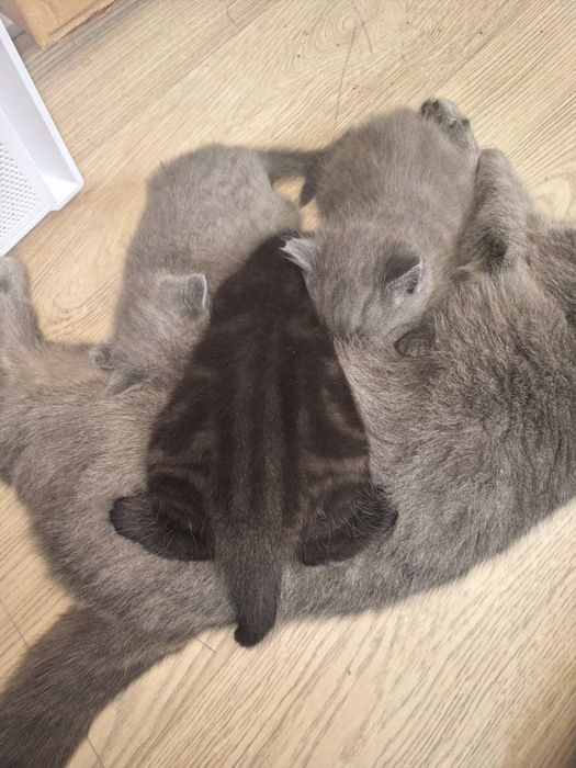 Котята британцы.