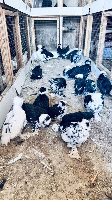 Сссссссссссссссссссспппппппппппппппппппппппппппппмппппппппппппппппппмп