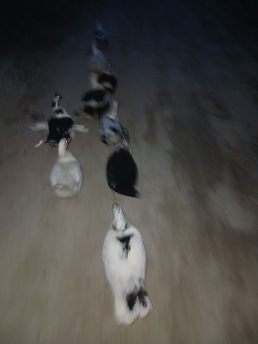 Индиуткалар  сотилади