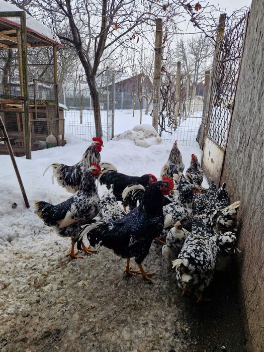 Vand familie gaini pita pinta